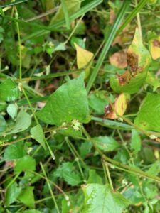 ミゾソバの黄緑色の果実