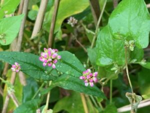 アキノウナギツカミの桃色の果実