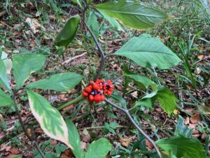 コウライテンナンショウの赤い果実