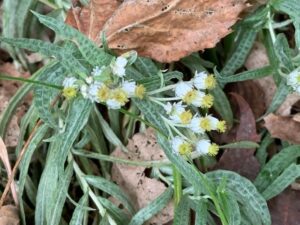 ヤマハハコの白い花