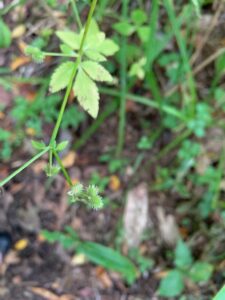 ウマノミツバの果実