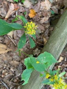 アキノキリンソウの黄色い花