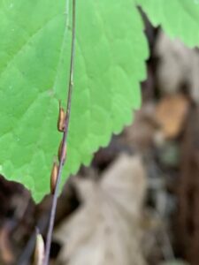 ハエドクソウの果実