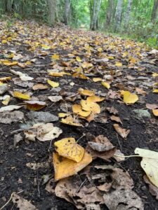 オオバボダイジュの黄色い落ち葉