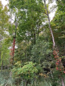 樹にツタウルシが這い登っている様子