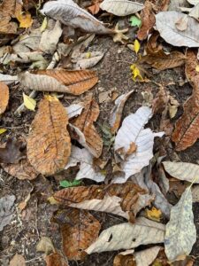 ホオノキの落ち葉