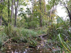 ミズバショウの冬芽