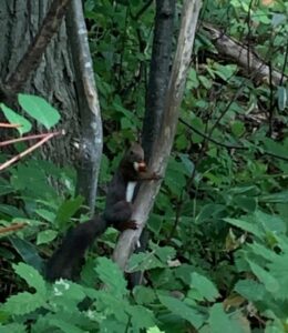 木の実をくわえたエゾリス