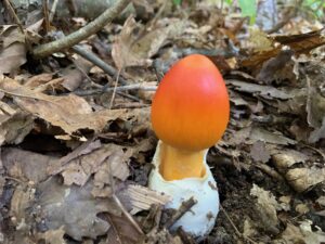 オレンジ色のキノコ