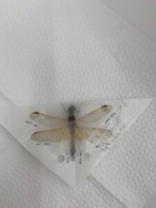 トンボの展翅標本