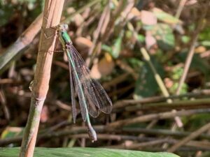 オオアオイトトンボ