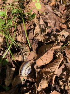 サッポロマイマイ