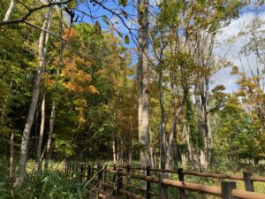 湿原の木々の様子