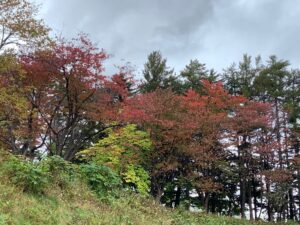 赤く紅葉したエゾヤマザクラの樹