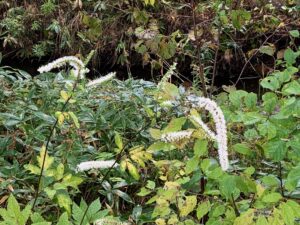 白いサラシナショウマの花