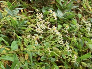 ゴマナの白い花