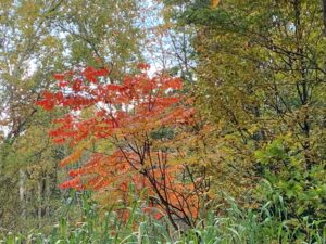 赤く紅葉したヤマウルシの樹