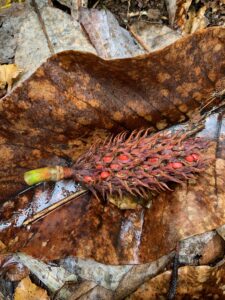 ホオノキの果実