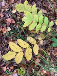 オニグルミの羽状複葉