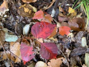 赤く紅葉したツタウルシの葉