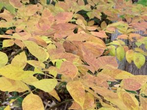 淡い赤色のツリバナの紅葉