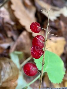 マイヅルソウの赤い果実