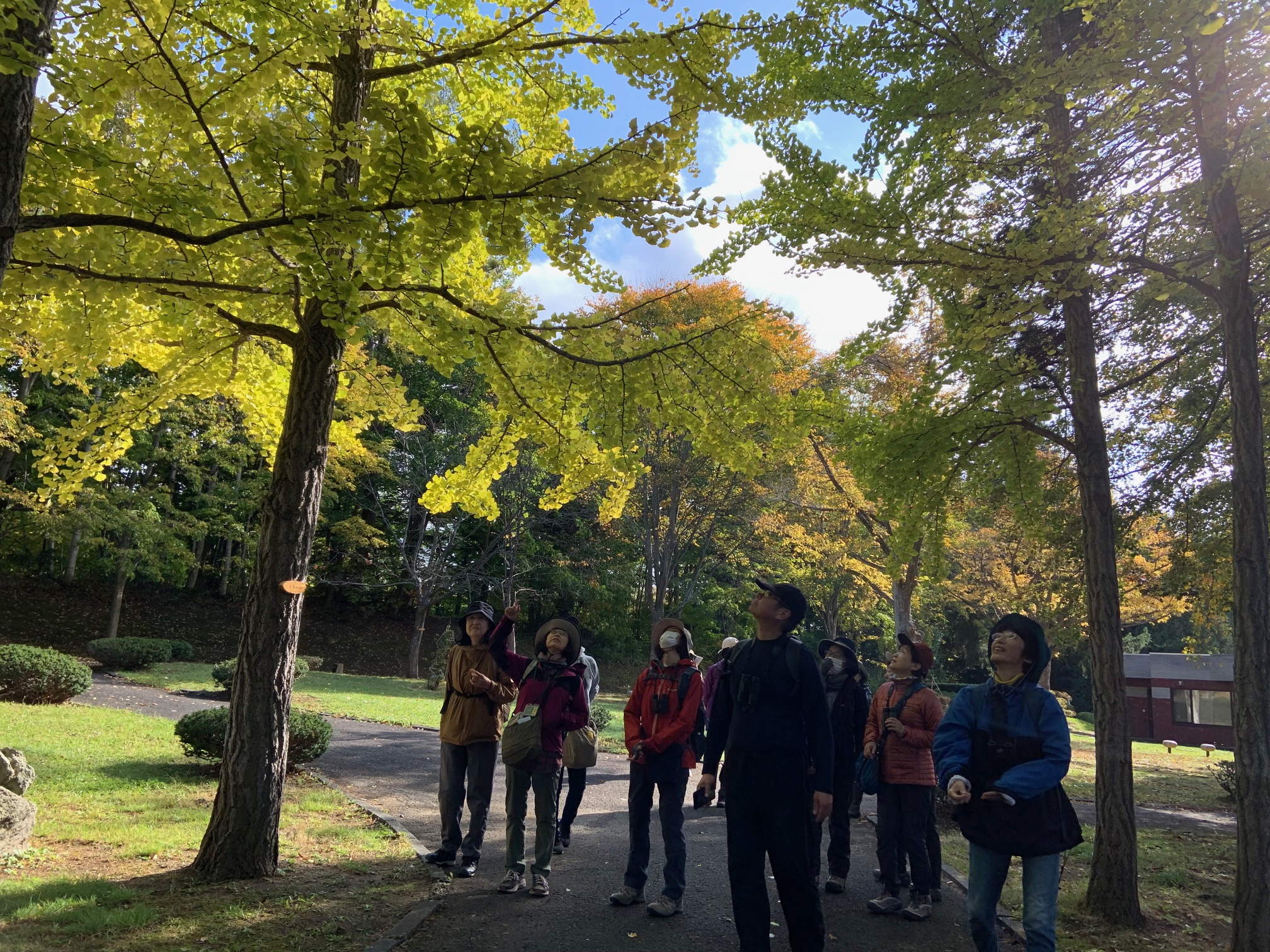 イチョウ並木で銀杏を観察する参加者
