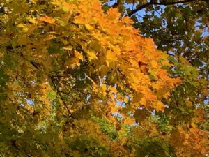 イタヤカエデの黄色い葉