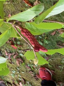 ハクモクレンの桃色の果実