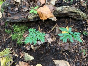 エゾフユノハナワラビ