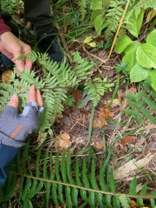 ミヤマベニシダ