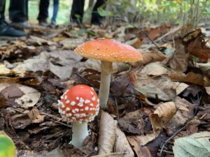 ベニテングダケ