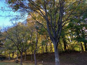 園内の樹々