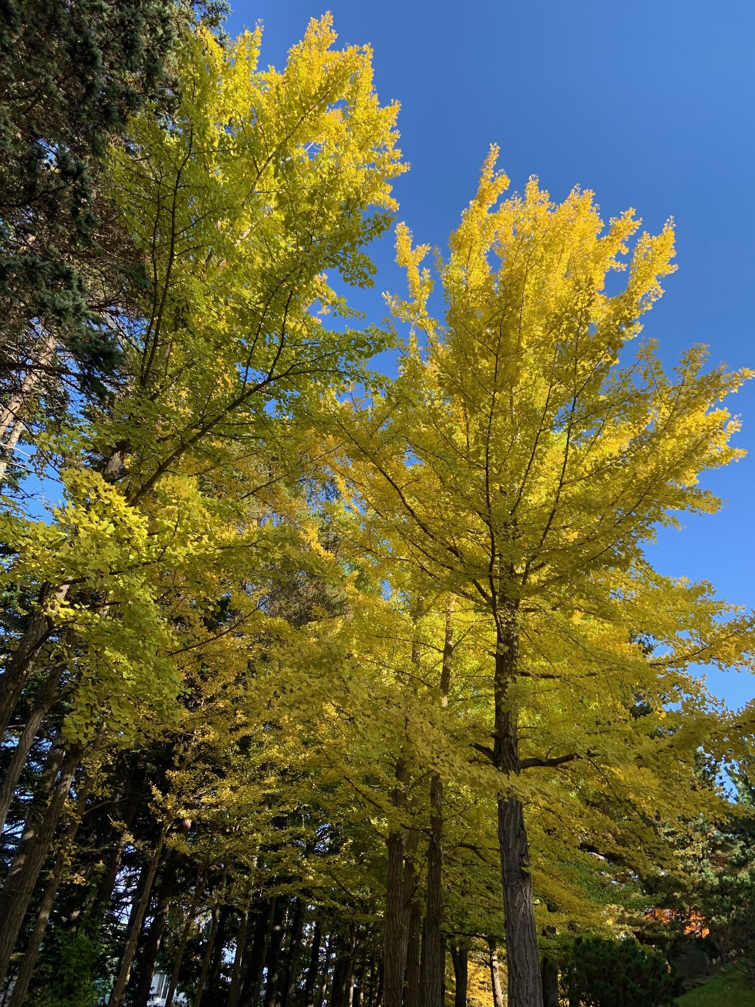イチョウ並木