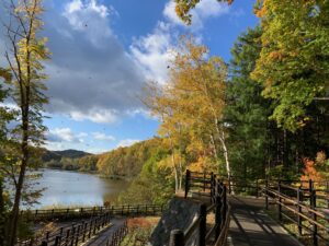 白樺の黄色い紅葉