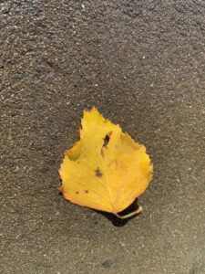 白樺の黄色い紅葉