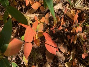 ツタウルシの赤い葉