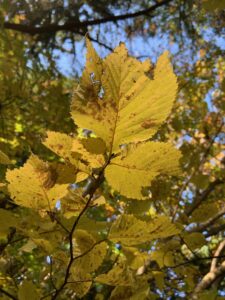 オヒョウの黄色い葉