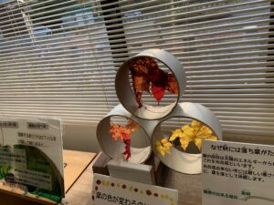 紅葉の展示