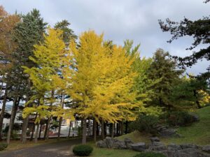 黄色いイチョウの並木