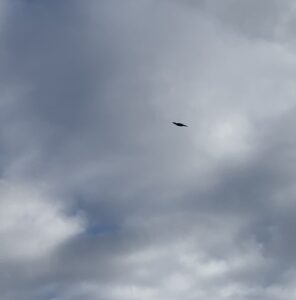 上空を飛ぶクマゲラ