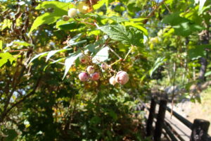 紫色がかったノブドウの果実