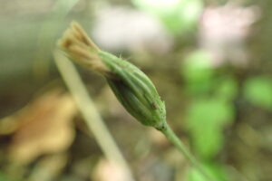 センボンヤリの閉鎖花