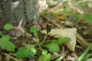センボンヤリの閉鎖花