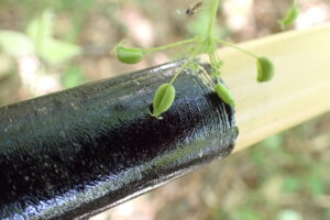 カノツメソウの果実