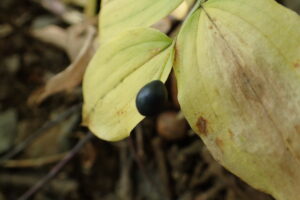 チゴユリの果実