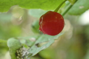 アクシバの赤い果実