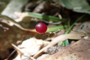 マイヅルソウの赤い果実