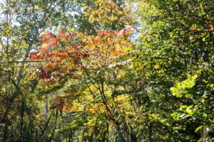 ヤマウルシの赤くなった葉