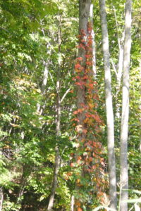 ツタウルシの赤くなった葉